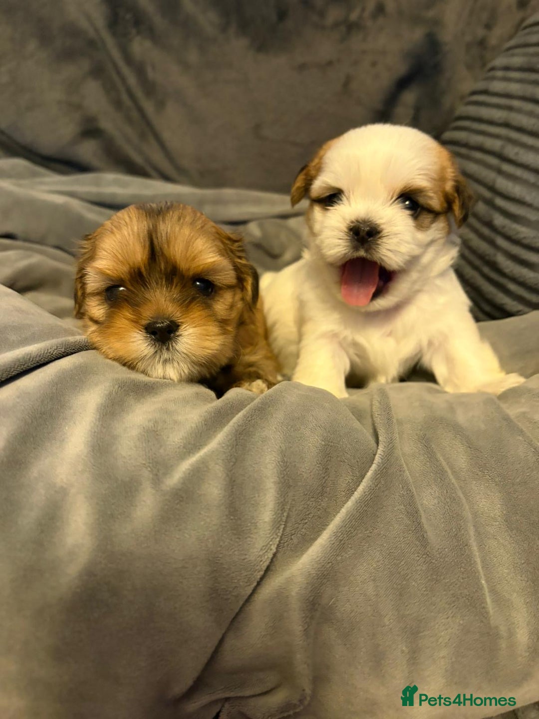 Shih Tzu dogs for sale: Gorgeous litter of shih tzu pups  - Advert 16