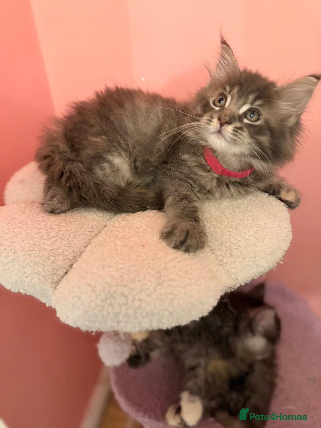 Maine Coon cats for sale: TICA Registered Maine Coon Kittens - Advert 8