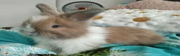 Angora rabbits for sale: English Full Face Angora Bunnies - Advert 12