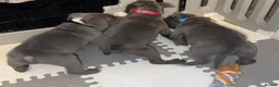 Staffordshire Bull Terrier dogs for sale: Stunning Health tested kc reg puppies  - Advert 5