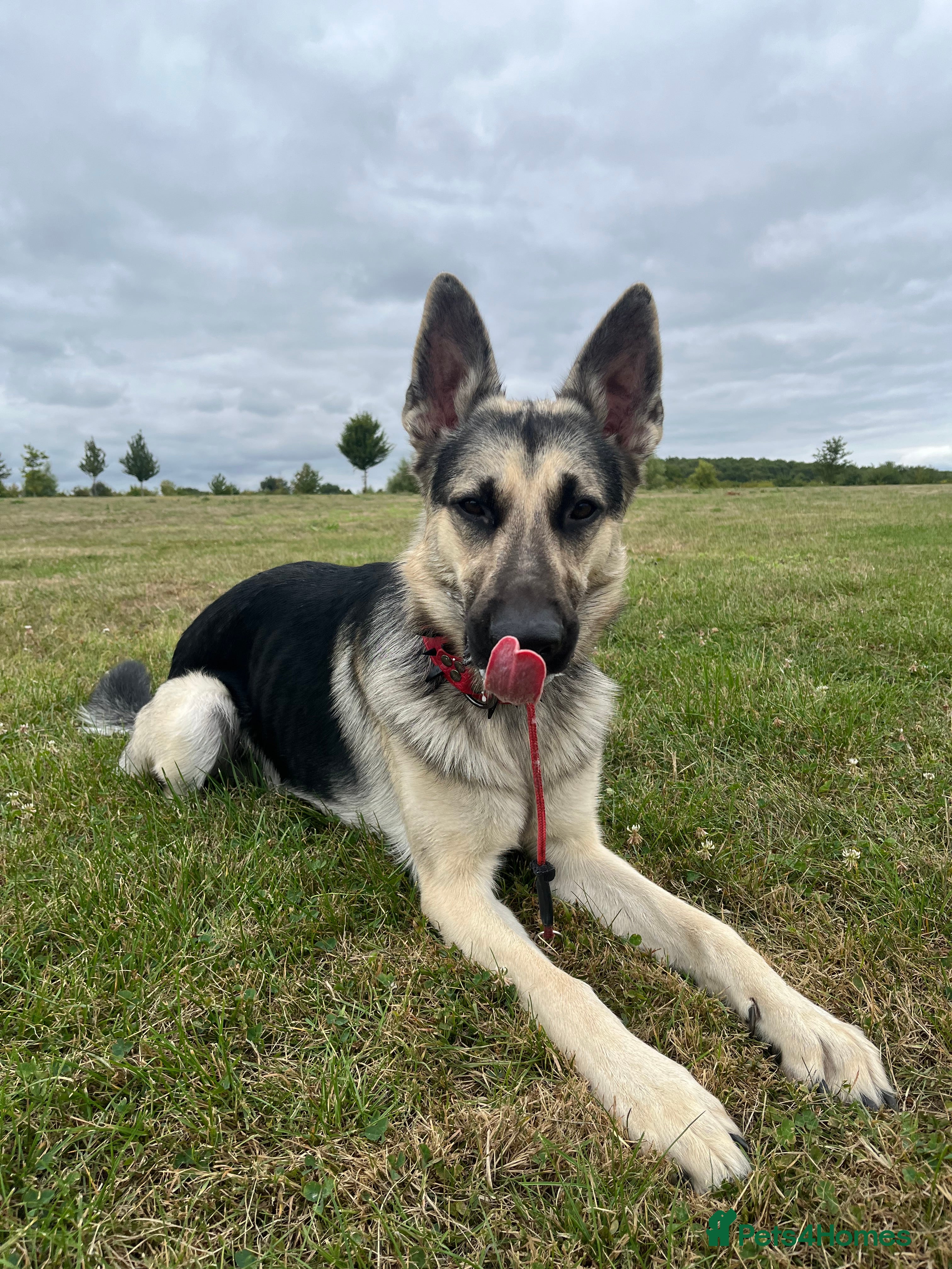 German Shepherd dogs Male German shepherd for rehoming - Advert 1