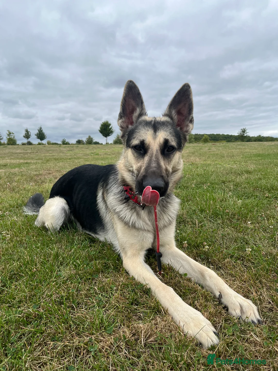 German Shepherd dogs for sale: Male German shepherd for rehoming - Advert 1