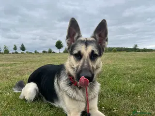 German Shepherd dogs Male German shepherd for rehoming - Advert 1