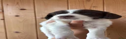 English Springer Spaniel dogs for sale: Working Pure Springer Spaniel Puppies  - Advert 11