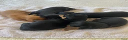 Miniature Pinscher dogs for sale: Beautiful  pinchers pups - Advert 6