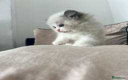 Ragdoll cats for sale: ⚜️⚜️ Male Available (Reserved).⚜️⚜️ in Warwick - Image 4