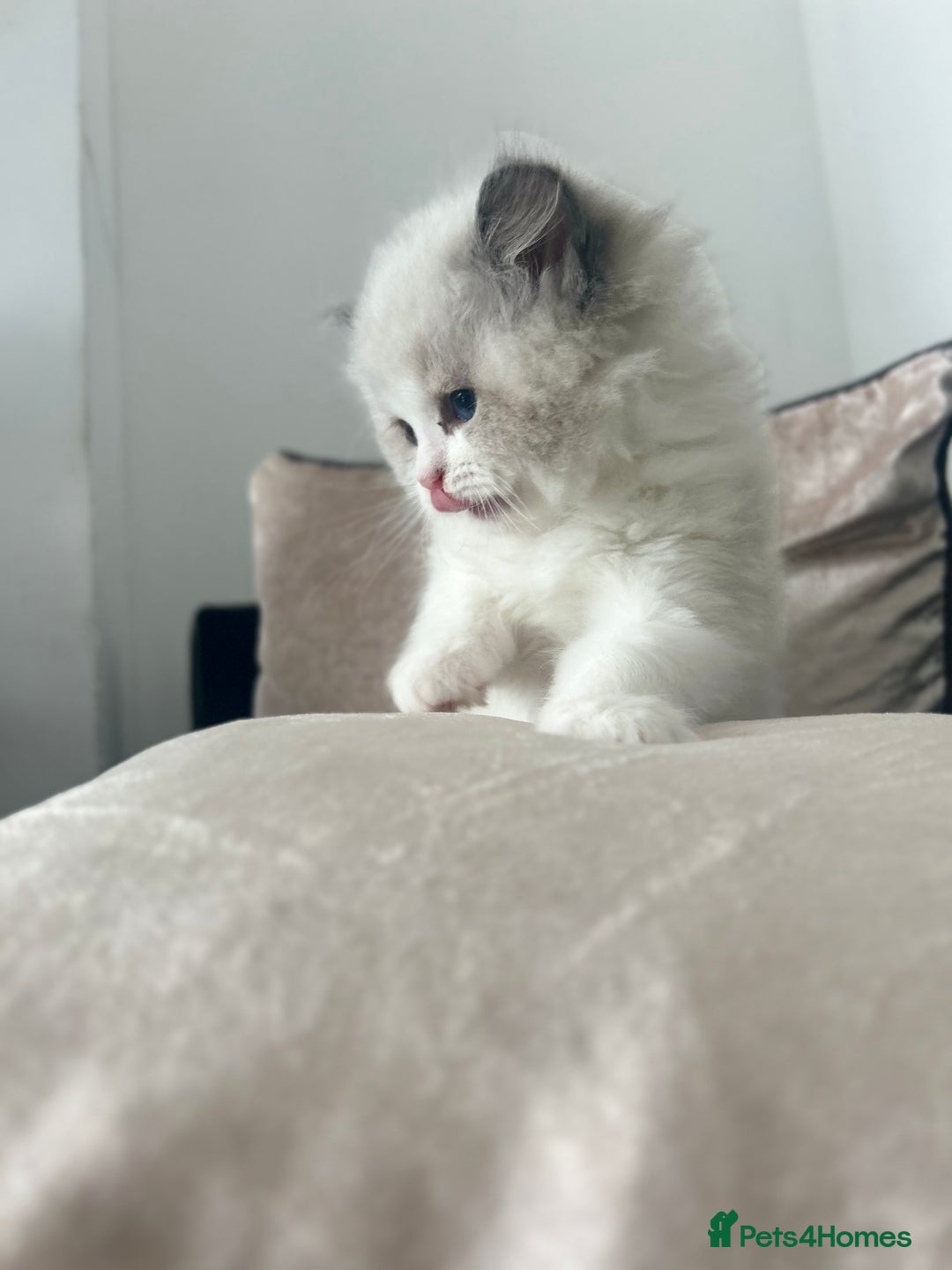 Ragdoll cats for sale: ⚜️⚜️ Male Available (Reserved).⚜️⚜️ in Warwick - Image 4