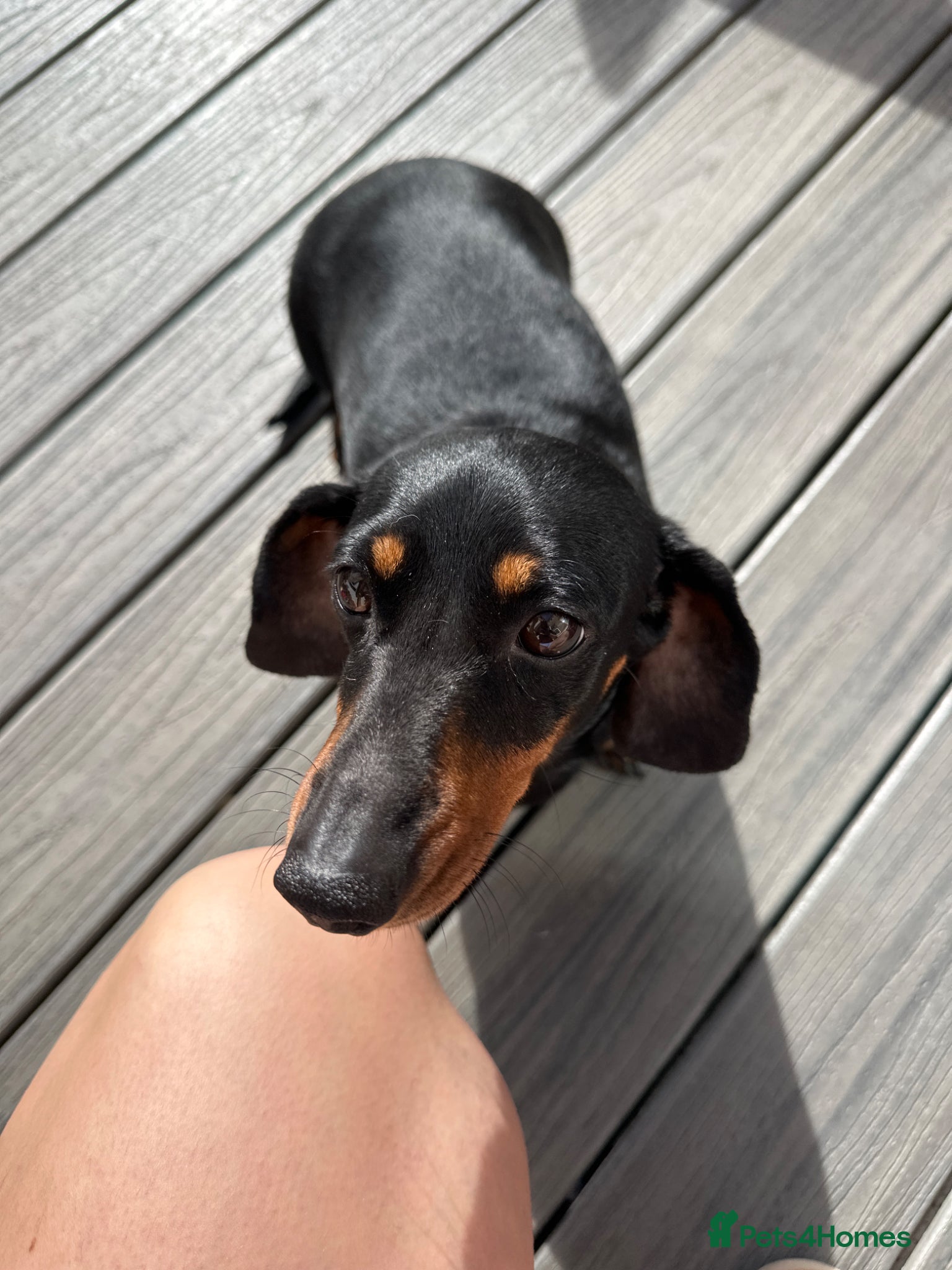 Dachshund dogs Dachshund puppies for sale  - Advert 1