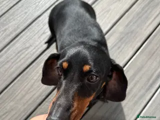 Dachshund dogs Dachshund puppies for sale - Advert 2