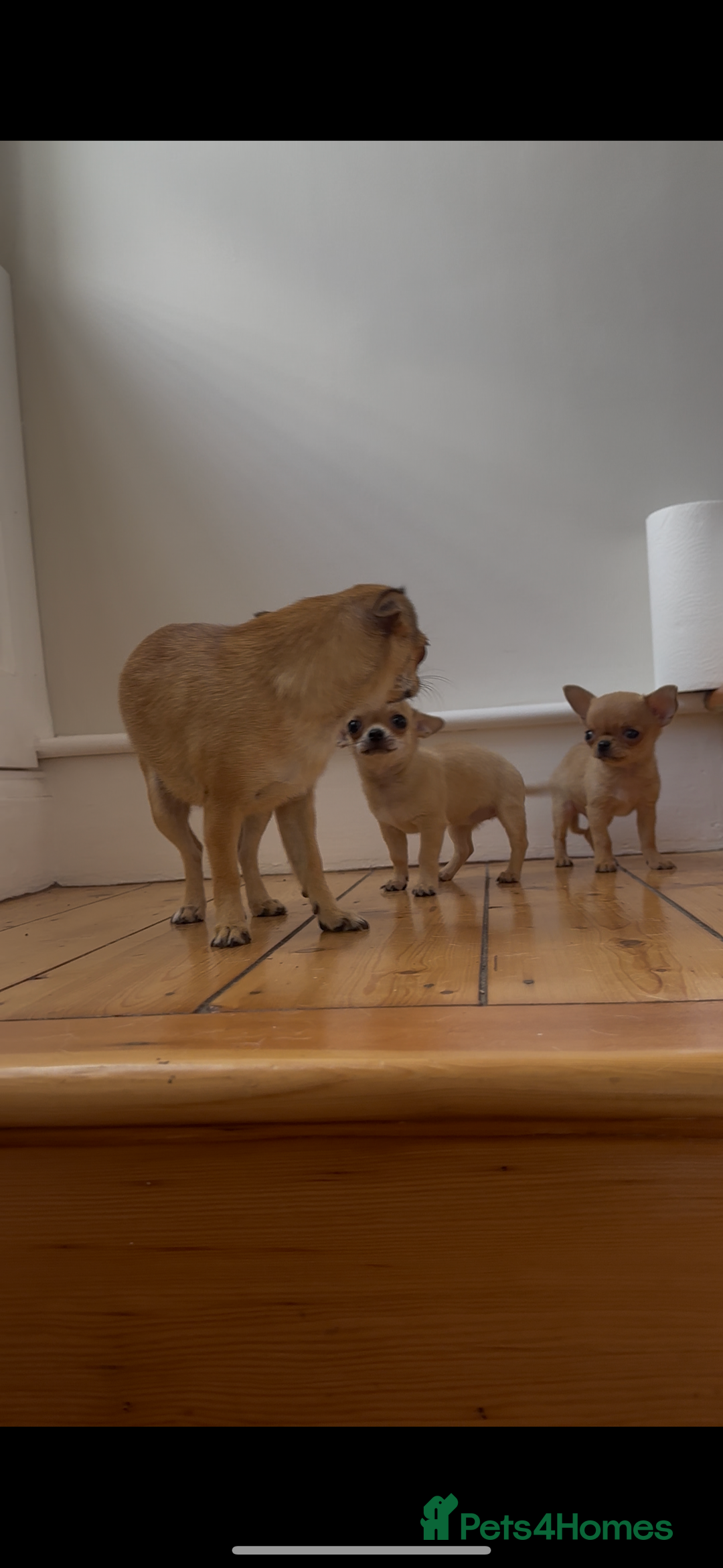 Chihuahua dogs for sale: ADORABLE SUPER TINY CHIHUAHUA PUPPIES - Image 15