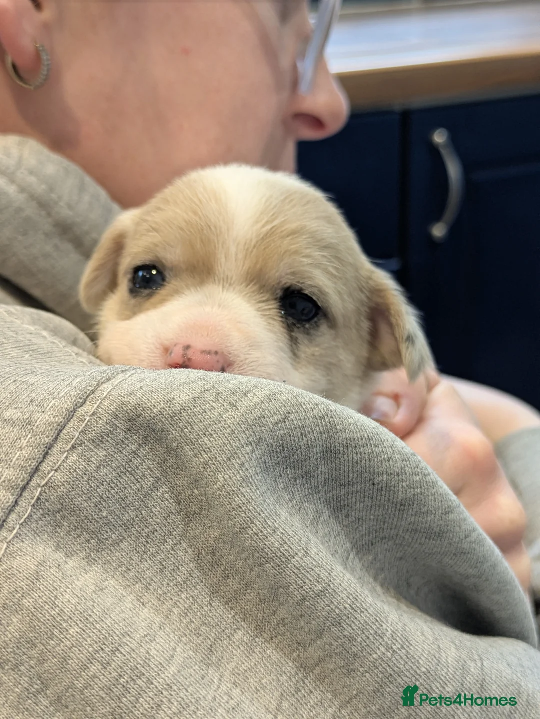 Jack Russell dogs for sale: Jack Russell Puppies - Advert 11