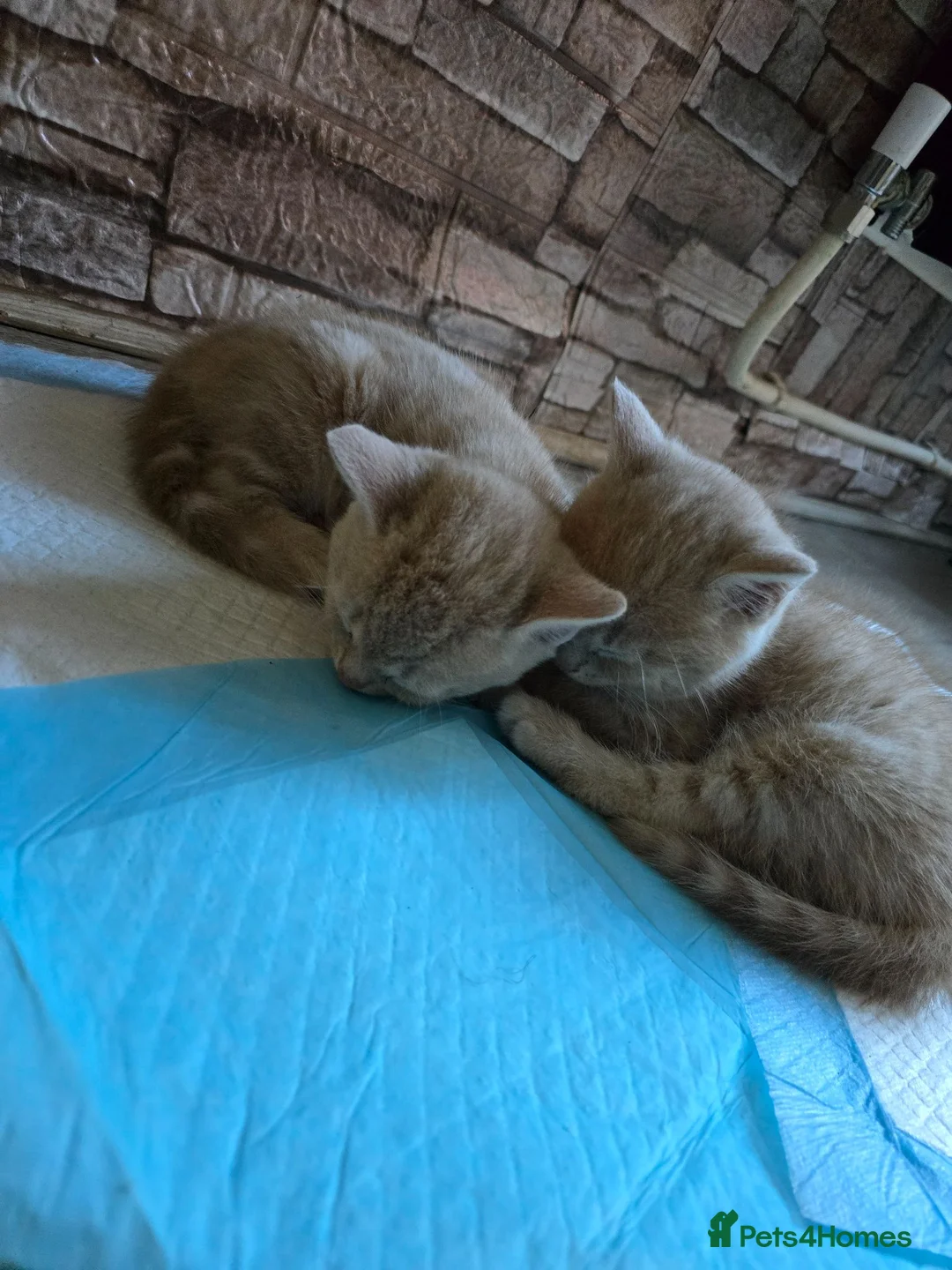 British Shorthair cats for sale: Beautiful British shorthair kittens ready soon in Exeter - Advert 1