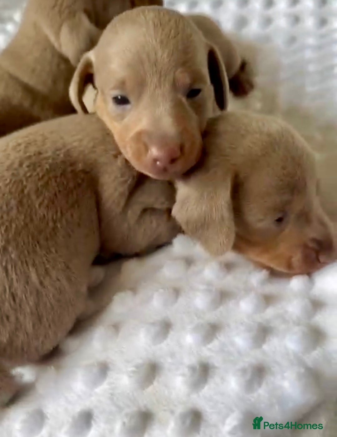 Miniature Dachshund dogs for sale: KC Miniature Isabella Dapple Dachshunds - Image 9