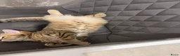 British Shorthair cats for sale: Kitten ,British shot hair  - Advert 4