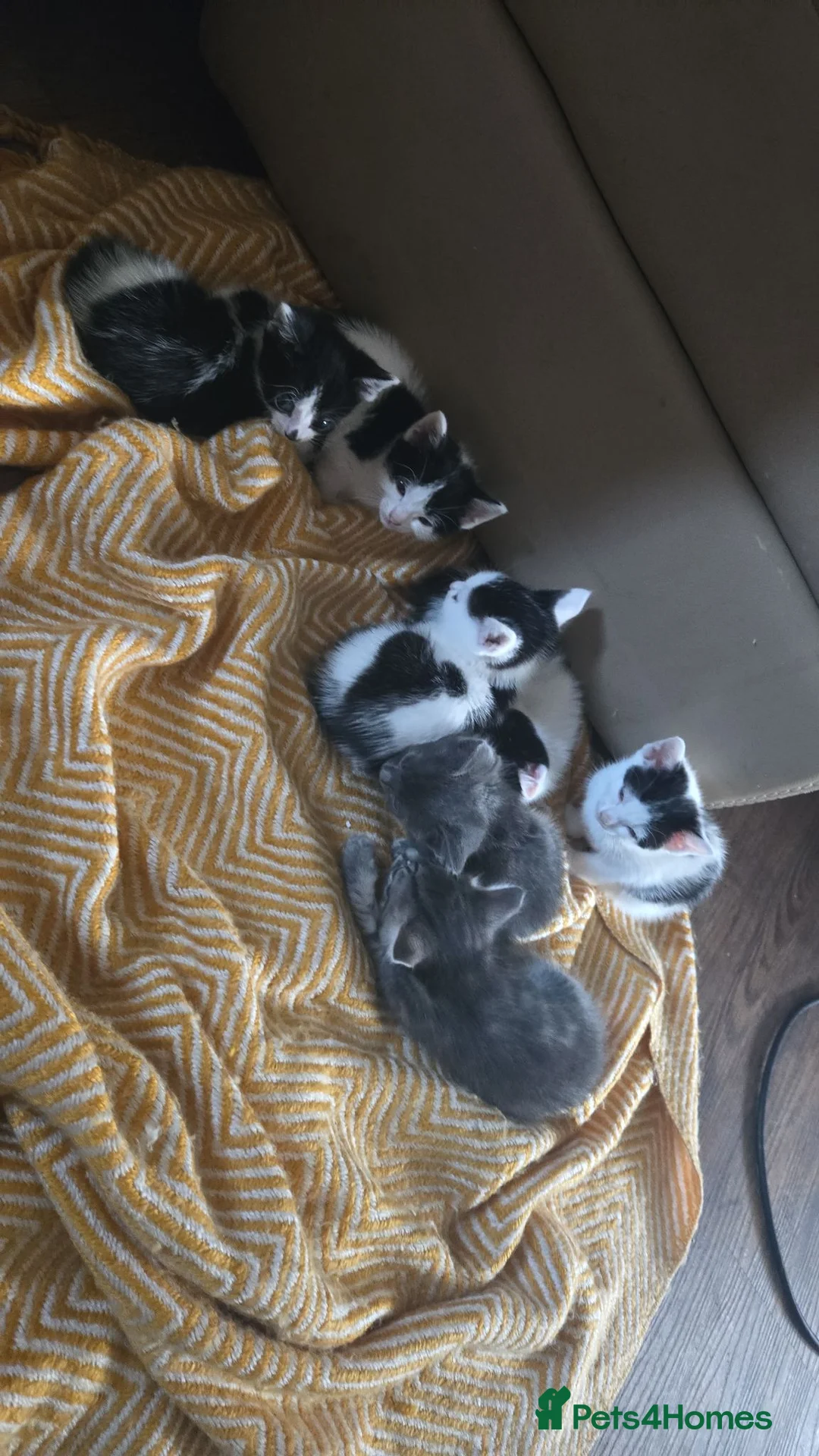 Mixed Breed cats for sale: 6 Mixed breed Kittens🐈‍⬛️🐈 - Advert 2