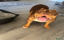 American Bully dogs for sale: Pocket bully female GREAT bloodline READY to leave - Image 31