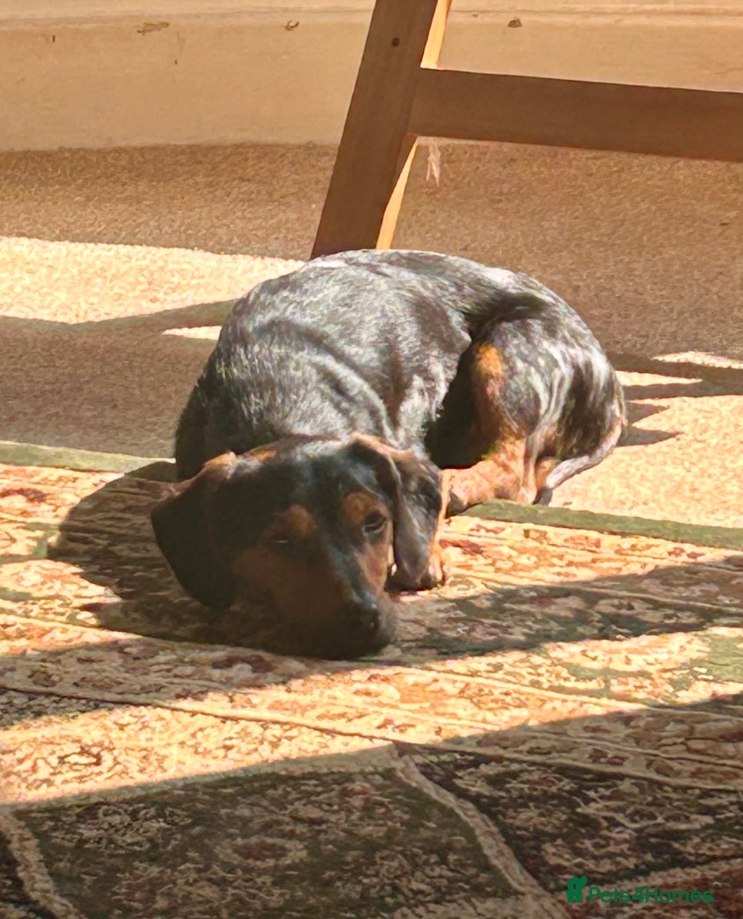Mixed Breed dogs for sale: Gorgeous dachshund cross male puppy - Image 2