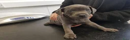 Staffordshire Bull Terrier dogs for sale: Staffordshire bull terrier  in Stoke-on-Trent - Advert 7