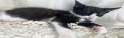 Mixed Breed cats for sale: Beautiful 3 month old tuxedo - Advert 6