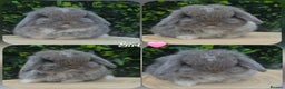 Mini Lop rabbits for sale: Mini lop baby girl ready now - Advert 6