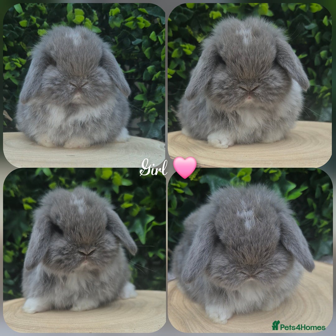 Mini Lop rabbits for sale: Mini lop baby girl ready now - Advert 6