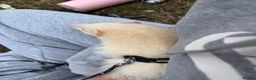 Ferret rodents for sale: Male and female ferrets  in Sunderland - Advert 4