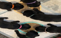 Mixed Breed dogs for sale: 🌟 Collie x Golden Retriever Puppies 🌟 - Image 36