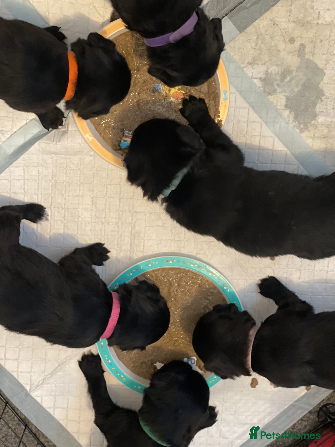 Mixed Breed dogs for sale: 🌟 Collie x Golden Retriever Puppies 🌟 - Image 36