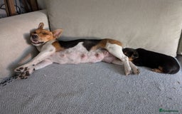Jack Russell dogs for sale: Beautiful little Jack Girls  - Image 8