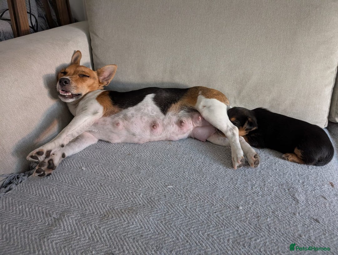 Jack Russell dogs for sale: Beautiful little Jack Girls  - Image 8
