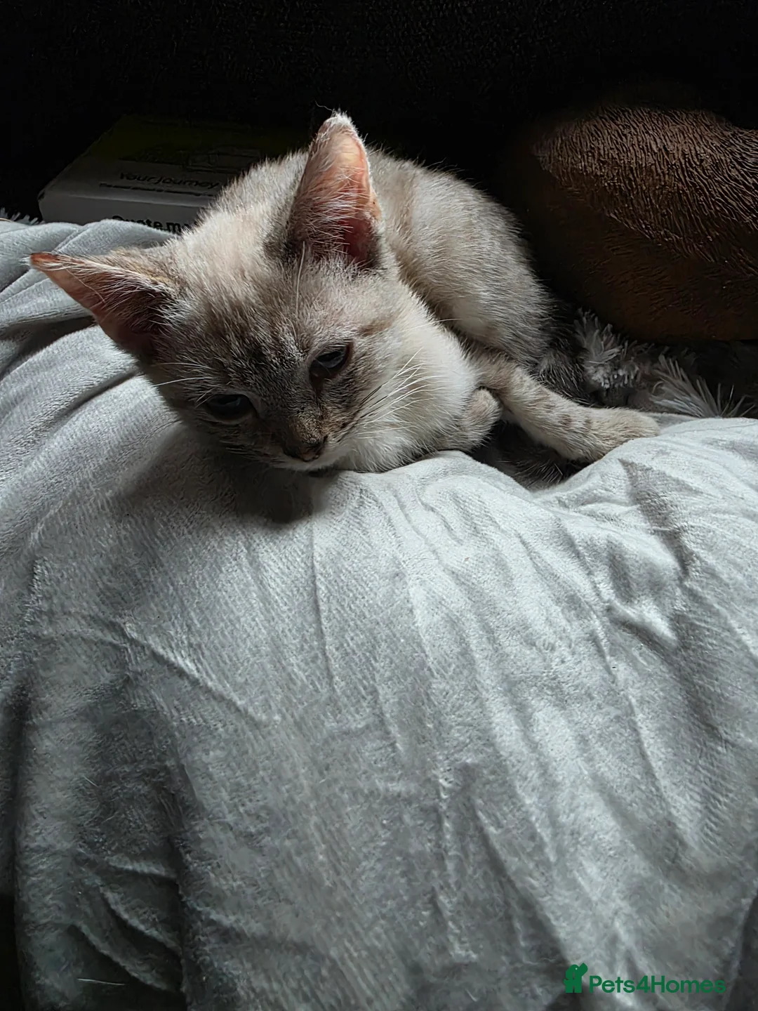 Mixed Breed cats for sale: Snow bengal x kittens ready now - Advert 14