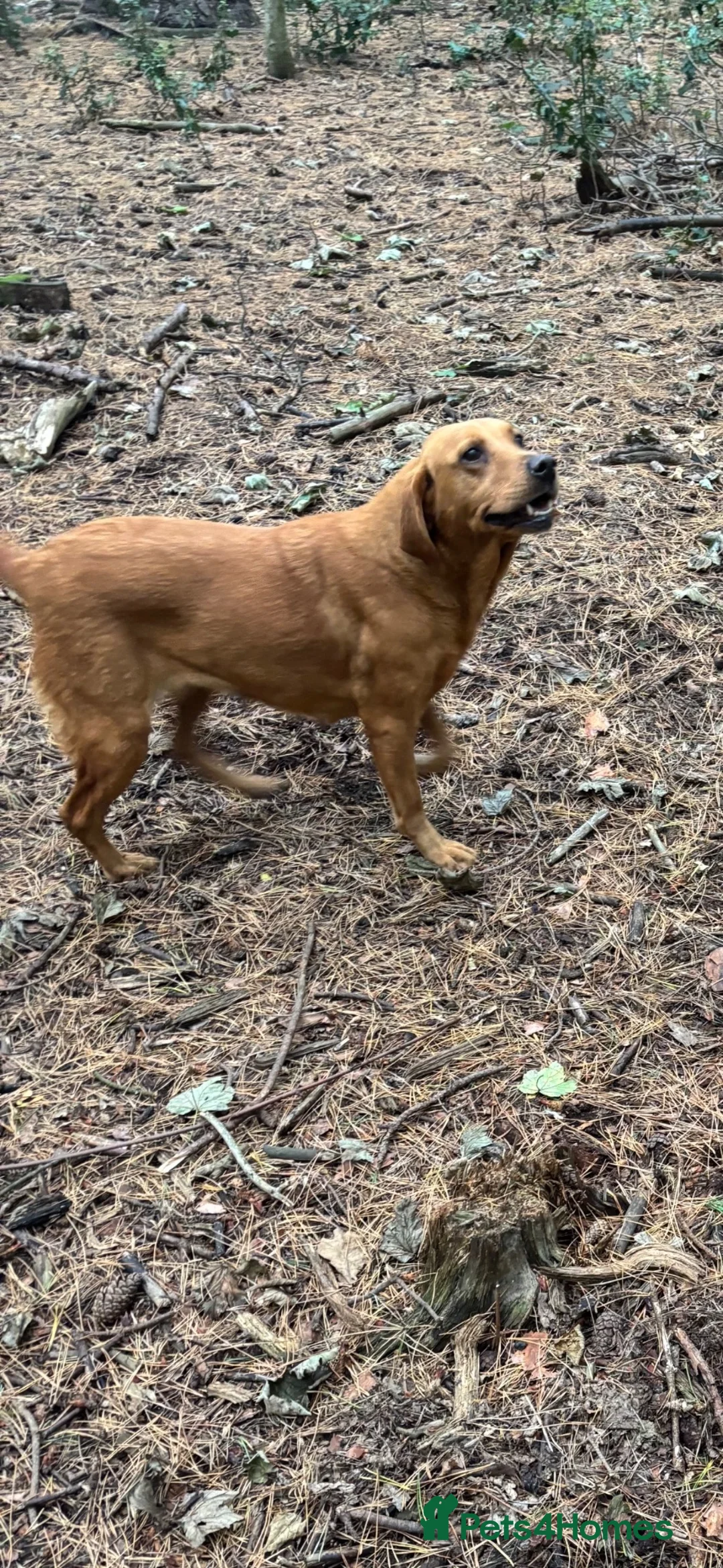Labrador Retriever dogs for sale: LABRADOR GIRL LOOKING FOR NEW HOME  - Advert 4