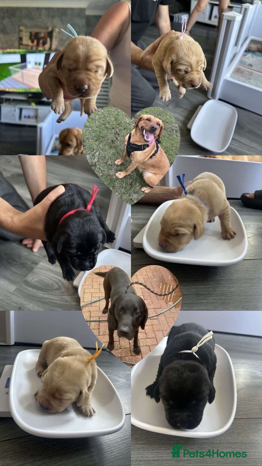 Labrador Retriever dogs for sale: Labrador Retriever  - Image 1