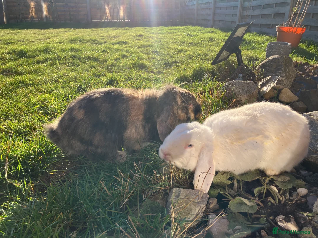 Mixed Breed rabbits for sale: 2 Male Lop Rabbits - very friendly - Advert 5