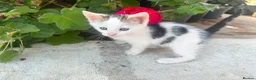 Mixed Breed cats for sale: Three adorable tabby and white kittens for sale  - Advert 4