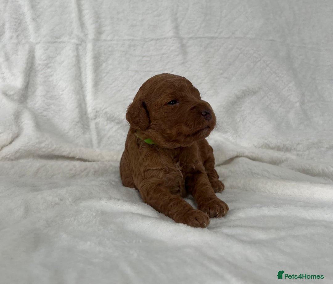 Goldendoodle dogs for sale: Beautiful litter of Goldendoodles  - Image 11