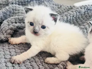 Mixed Breed cats Beautiful Siamese, Black, and Black/White Kittens - Advert 1