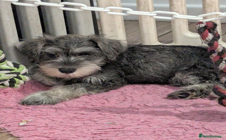 Miniature Schnauzer dogs in Liverpool - Advert 3