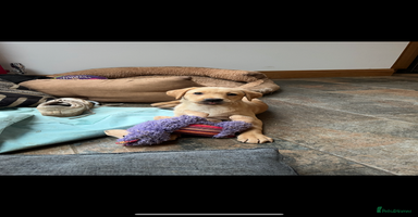 Labrador Retriever dogs - Advert 12