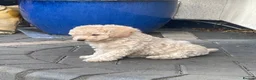 Toy Poodle dogs for sale: Meet Parker-our beautiful little cream poodle boy - Advert 5