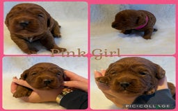 Cavapoo dogs for sale: Extensively Health Tested F1b Cavapoo Puppies  - Image 2