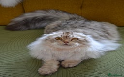 Scottish Fold cats for sale: The sweetest Folded ear boy on the world😻❤️ in Grimsby - Image 12