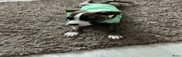 Staffordshire Bull Terrier dogs for sale: Tiger brindle Staff puppy - Advert 2