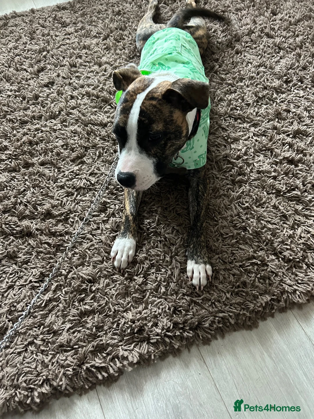 Staffordshire Bull Terrier dogs for sale: Tiger brindle Staff puppy - Advert 2