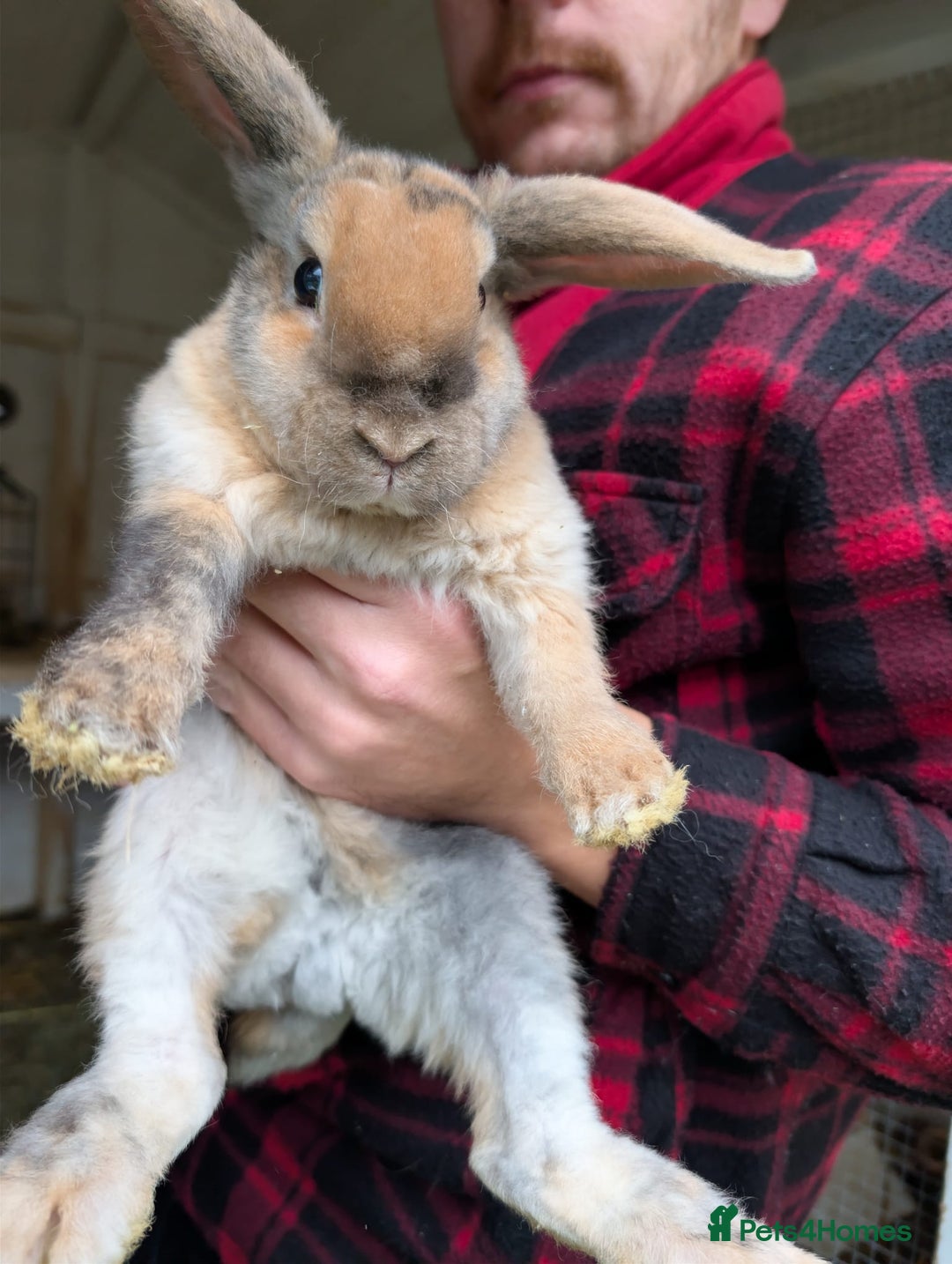 Mini Lion Lop rabbits for sale: Beautiful mini lion lop rabbits - Advert 2