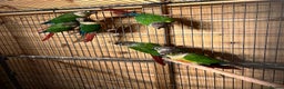 Canaries birds for sale: conures Brid  - Advert 2