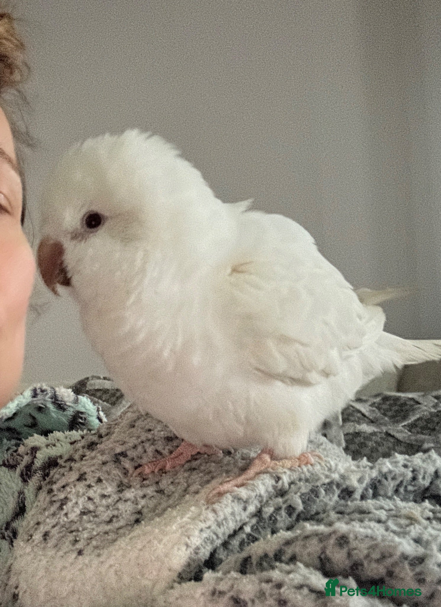 Parrots birds Cuddley quaker parrot  - Advert 1