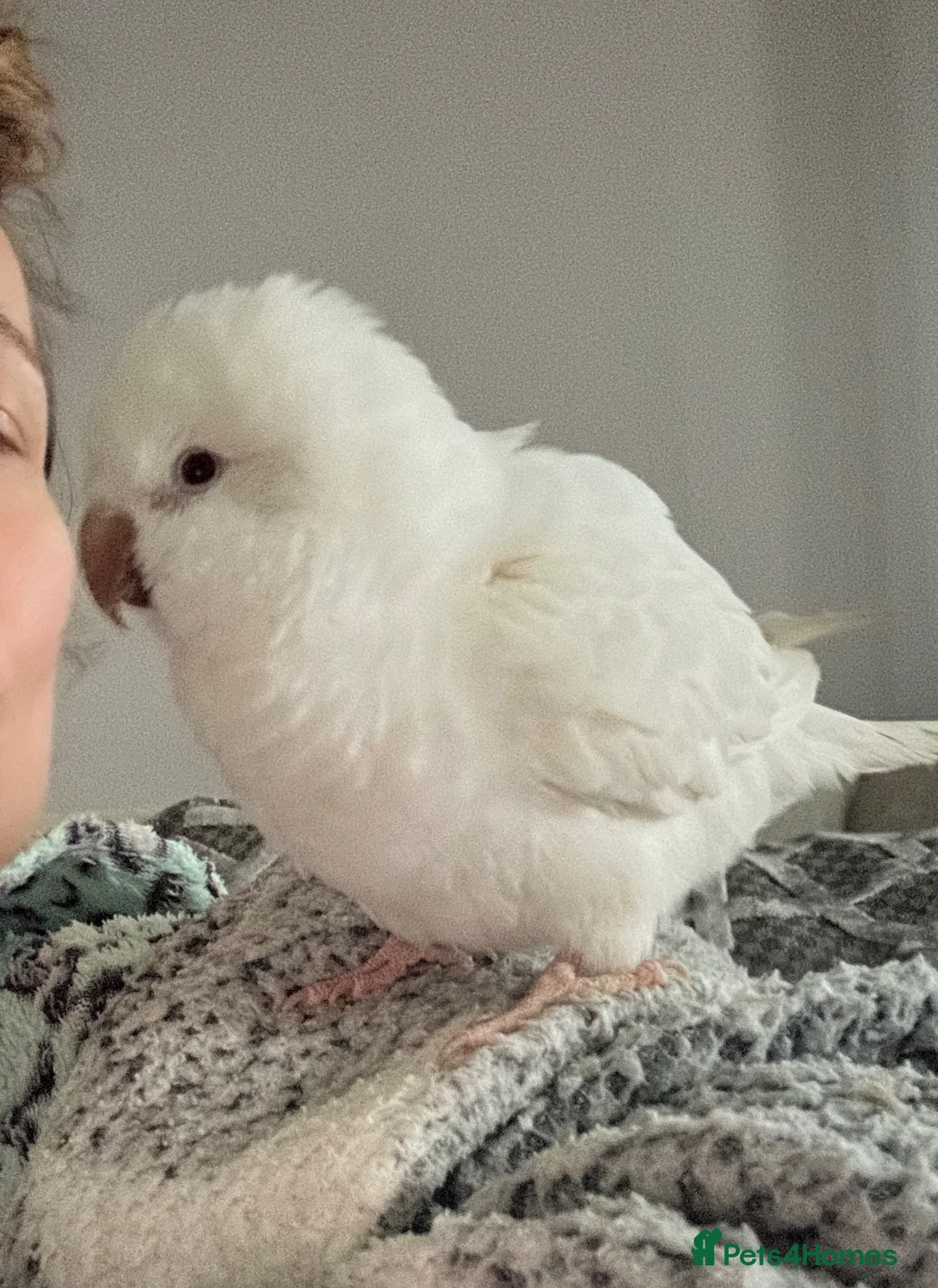 Parrots birds for sale: Cuddley quaker parrot  - Advert 1