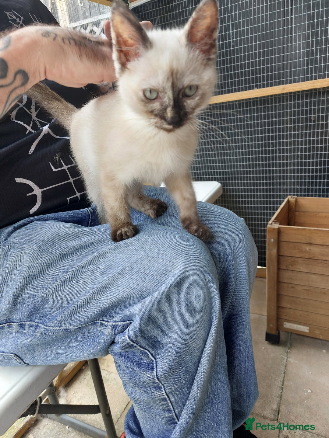 Ragdoll cats for sale: 1 beautiful 3 quarter ragdoll girl in Bedford - Image 11