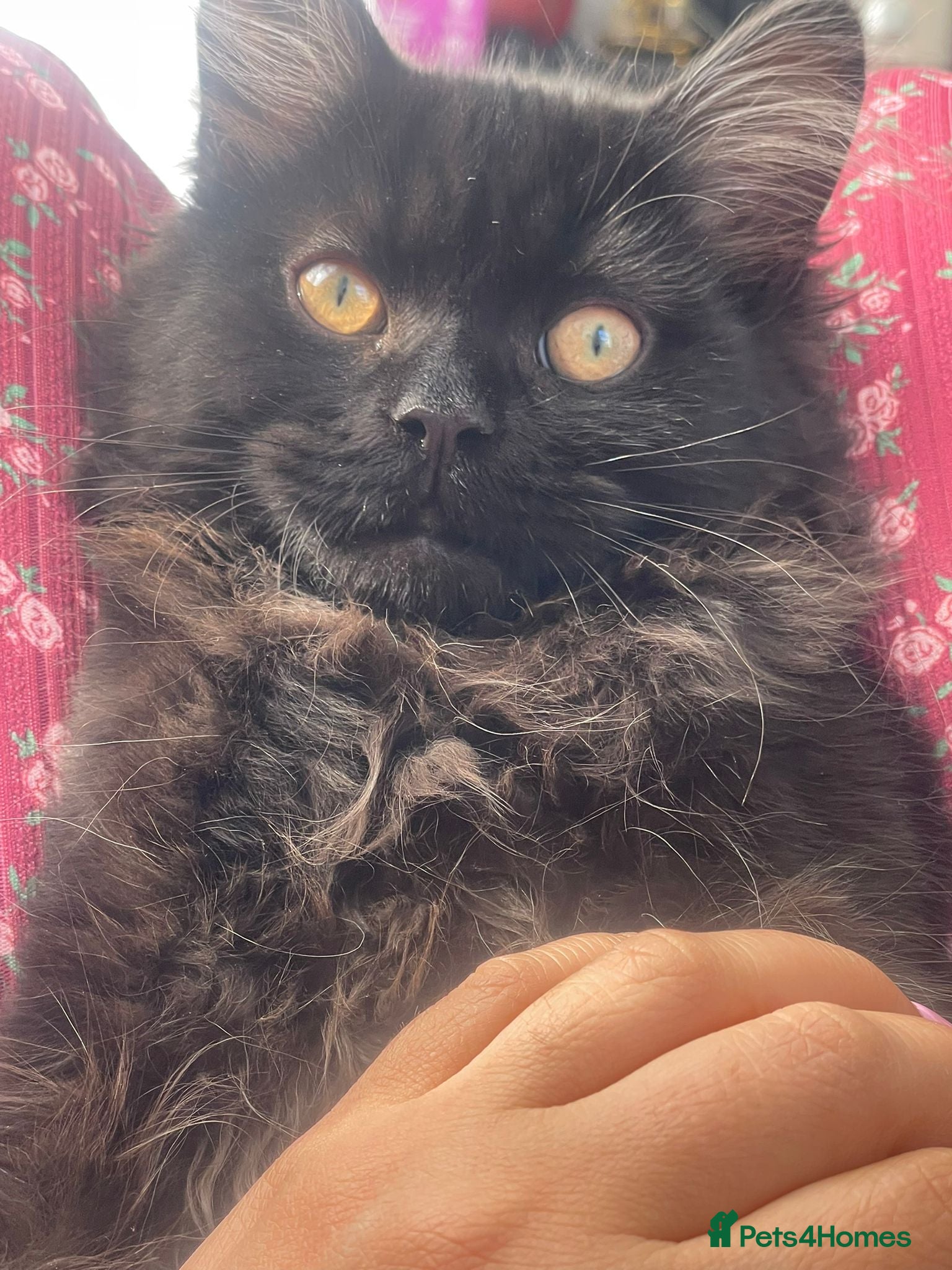Mixed Breed cats for sale:  Persian kitten Reduced  - Advert 3